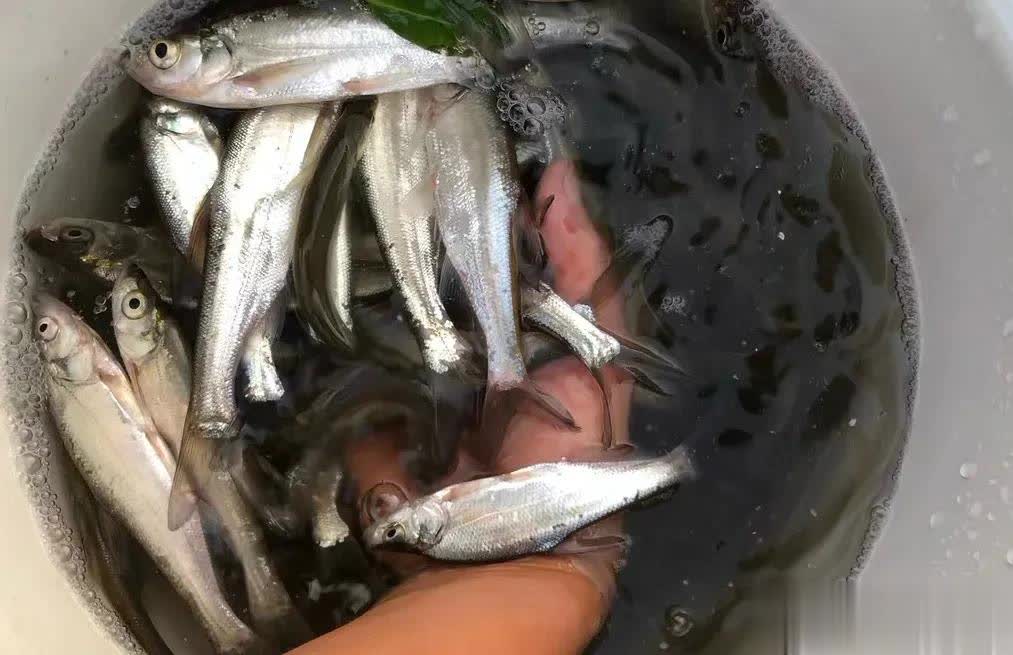鱼入口也方